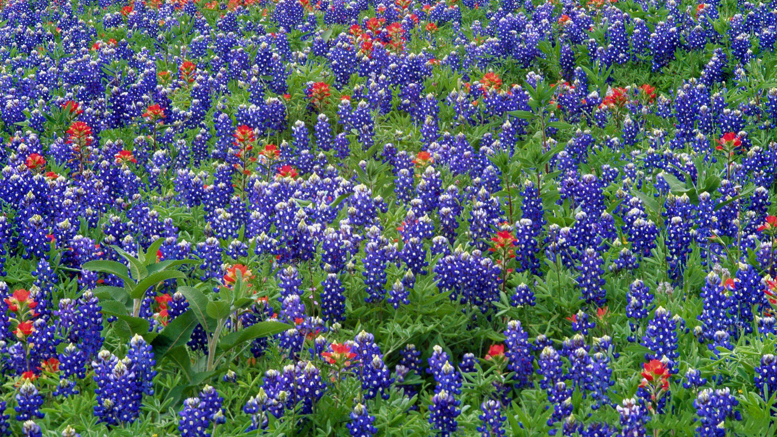 Wallpapers Top Free Backgrounds WallpaperAccess