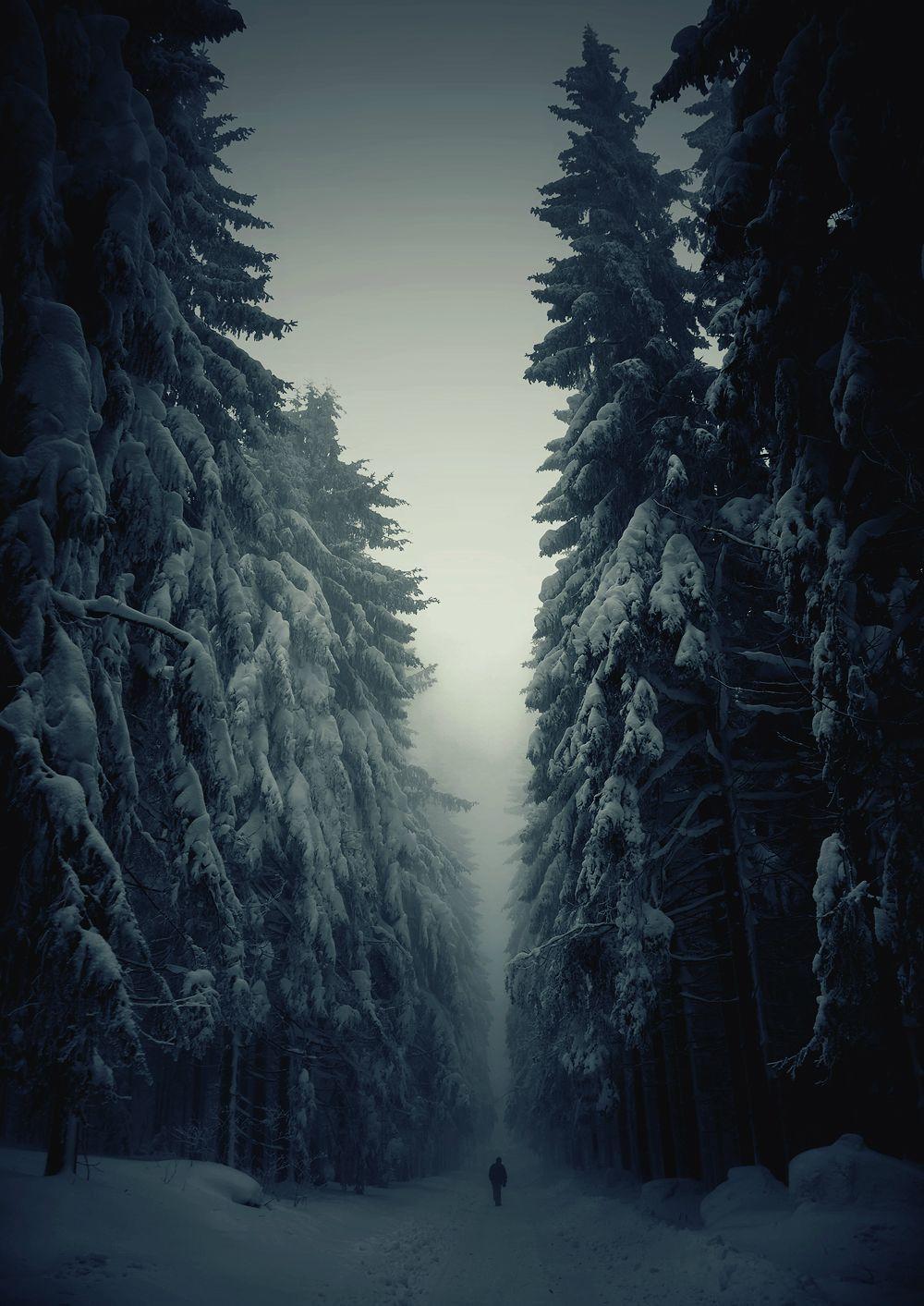 Winter Forest Phone Wallpapers Top Free Winter Forest Phone