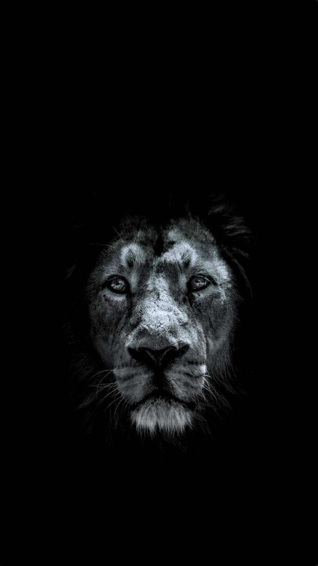 Lion Phone Wallpapers Top Free Lion Phone Backgrounds WallpaperAccess