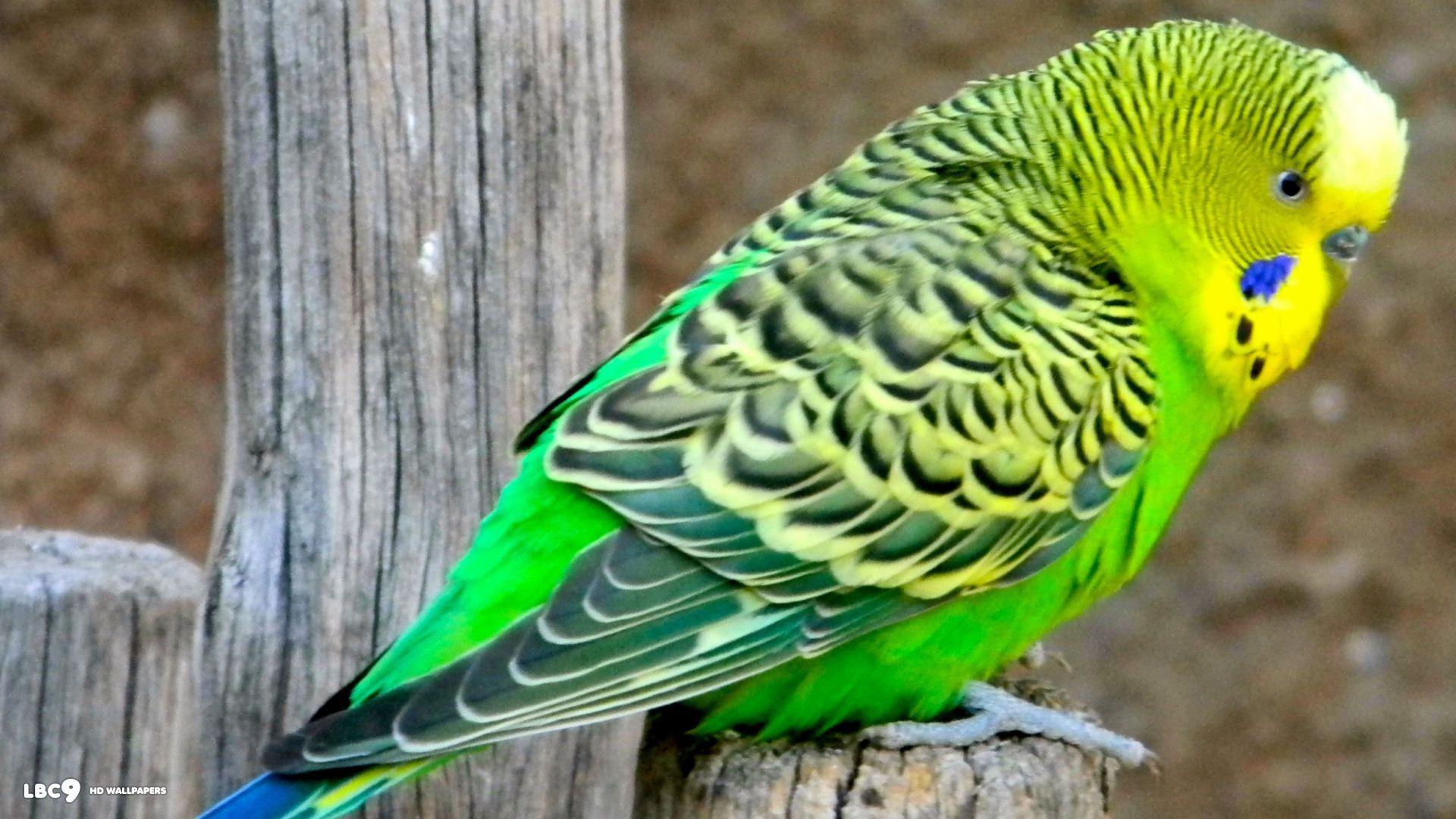 Budgie Wallpapers Top Free Budgie Backgrounds WallpaperAccess