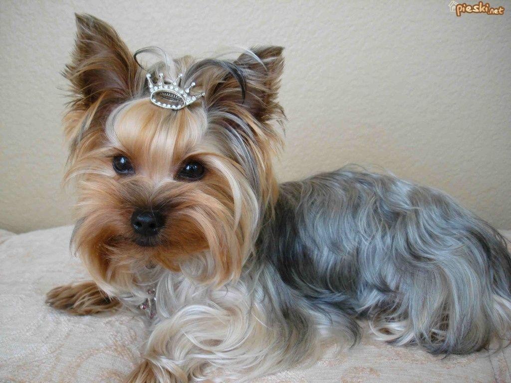 Yorkie Wallpapers Top Free Yorkie Backgrounds WallpaperAccess