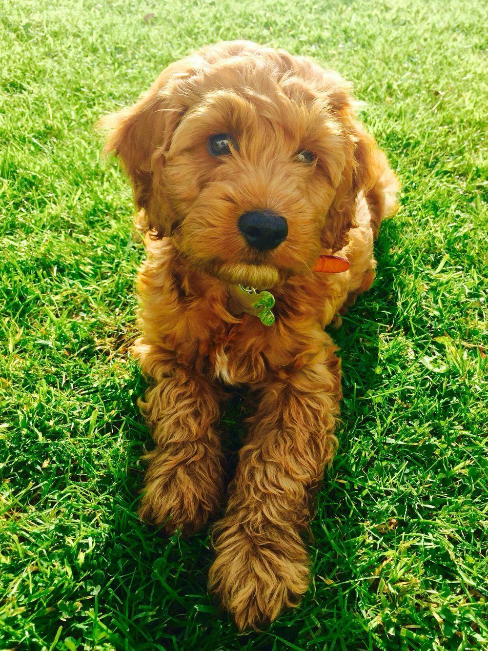 Cockapoo Wallpapers Top Free Cockapoo Backgrounds WallpaperAccess