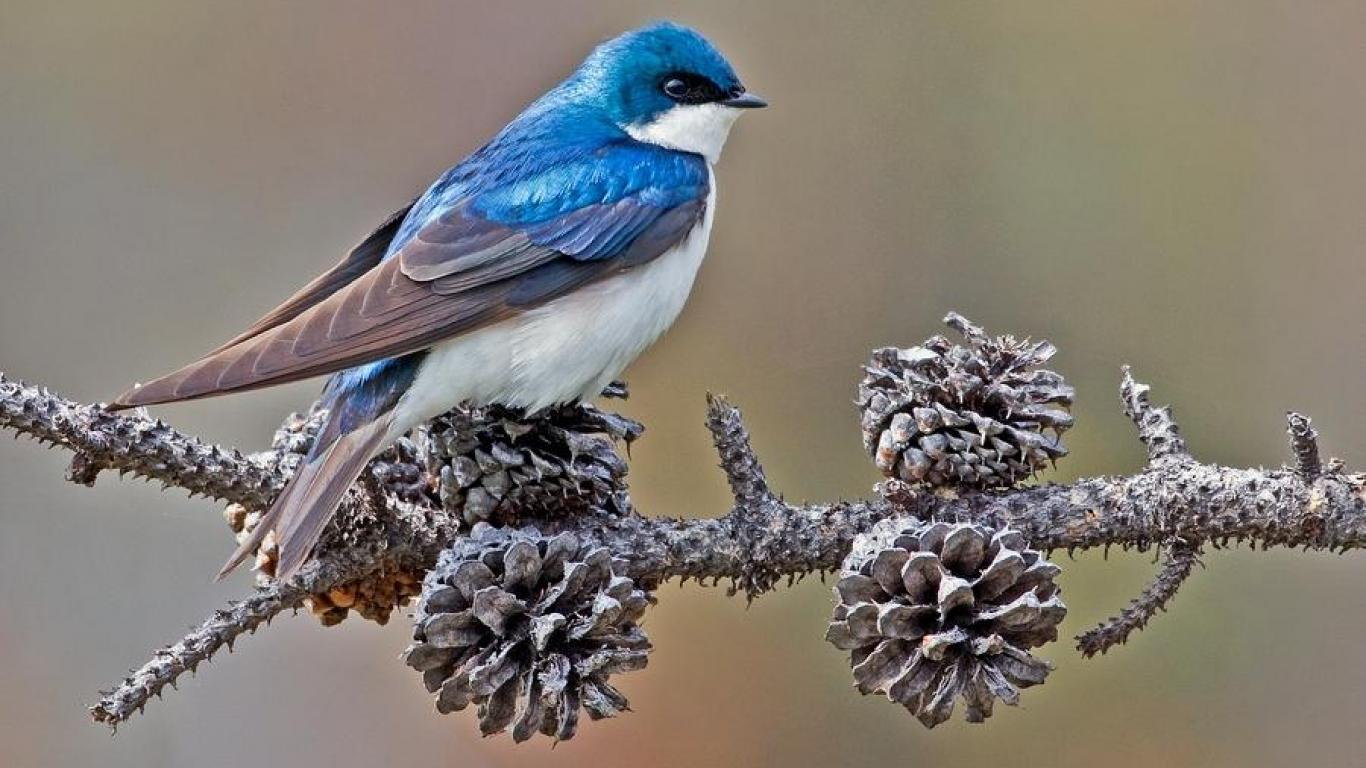 Swallow Wallpapers Top Free Swallow Backgrounds WallpaperAccess