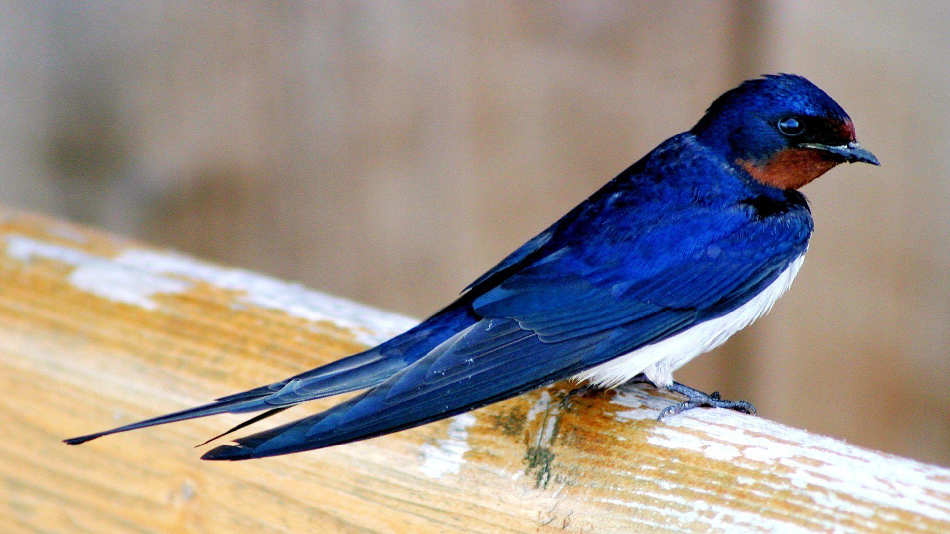 Swallow Wallpapers Top Free Swallow Backgrounds WallpaperAccess