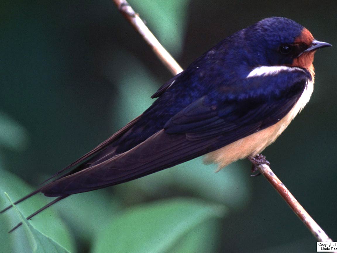 Swallow Wallpapers Top Free Swallow Backgrounds WallpaperAccess