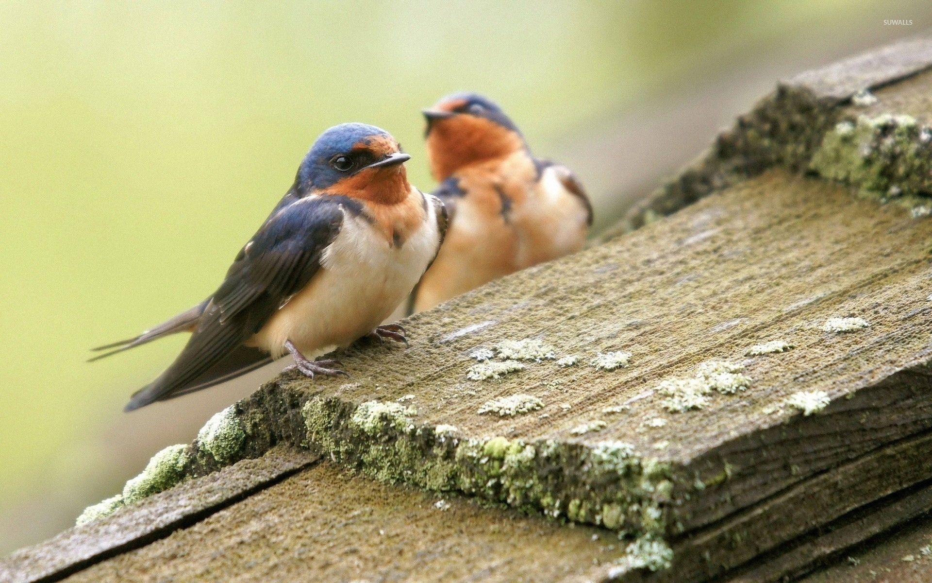 Swallow Wallpapers Top Free Swallow Backgrounds WallpaperAccess