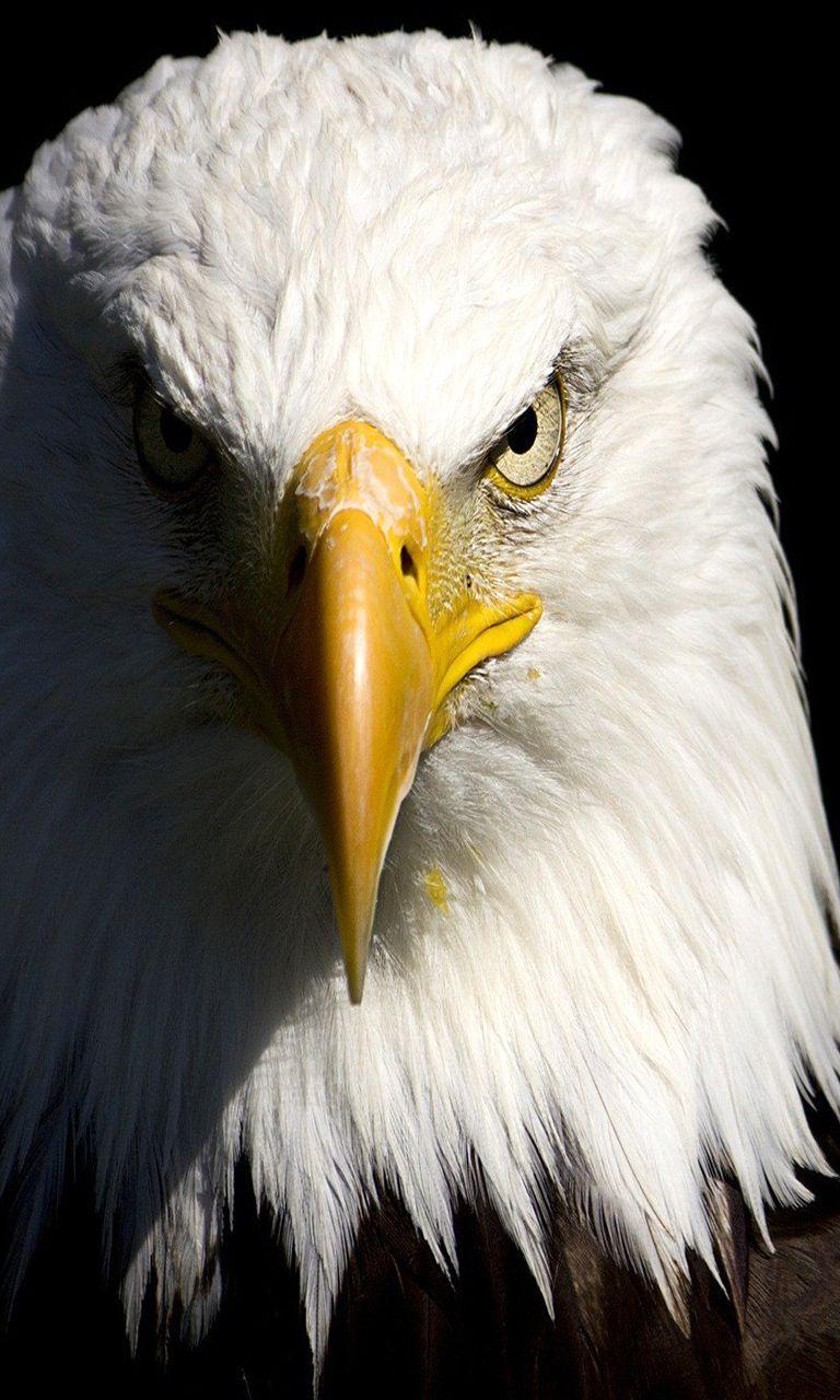 Bald eagle eye ressbank