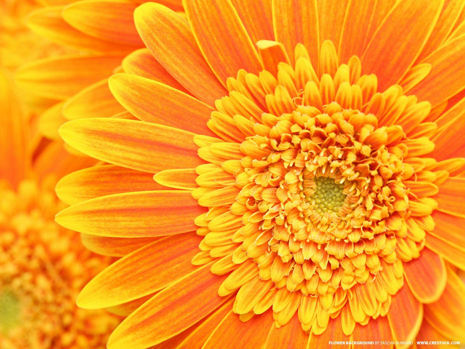 Orange and Yellow Wallpapers Top Free Orange and Yellow Backgrounds