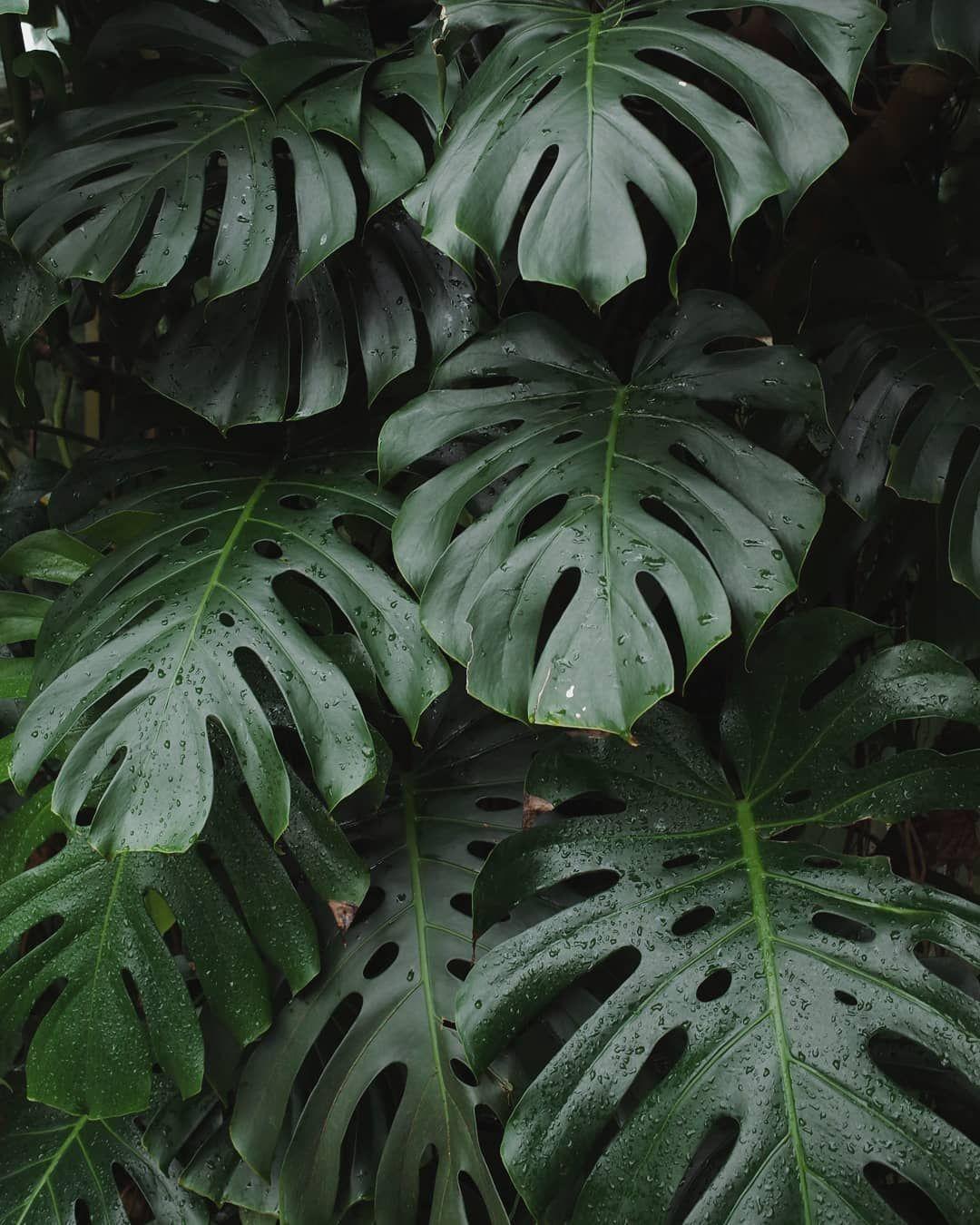 Monstera Deliciosa Wallpapers Top Free Monstera Deliciosa Backgrounds