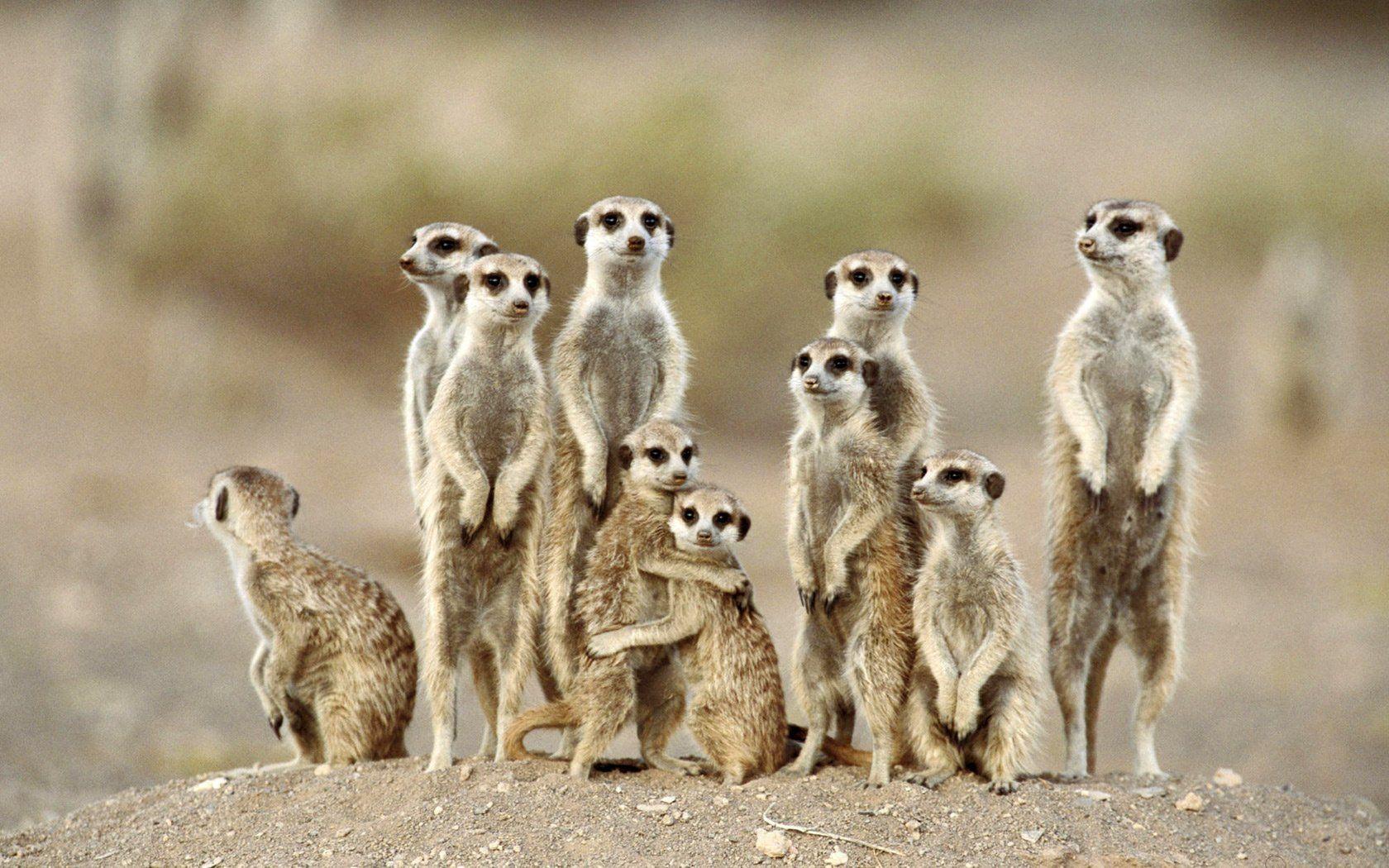 Meerkat Wallpapers Top Free Meerkat Backgrounds WallpaperAccess