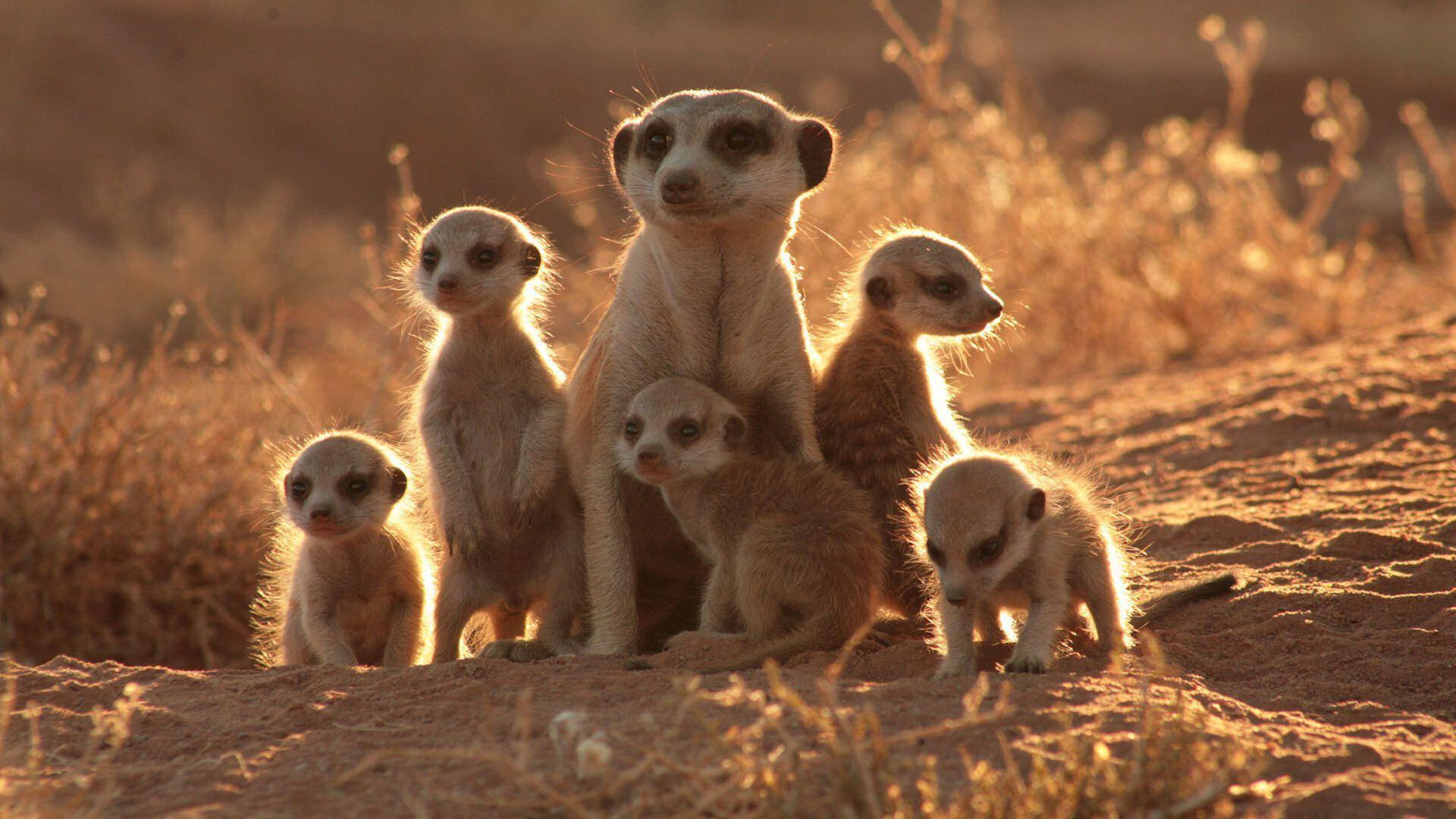 Meerkat Wallpapers Top Free Meerkat Backgrounds WallpaperAccess