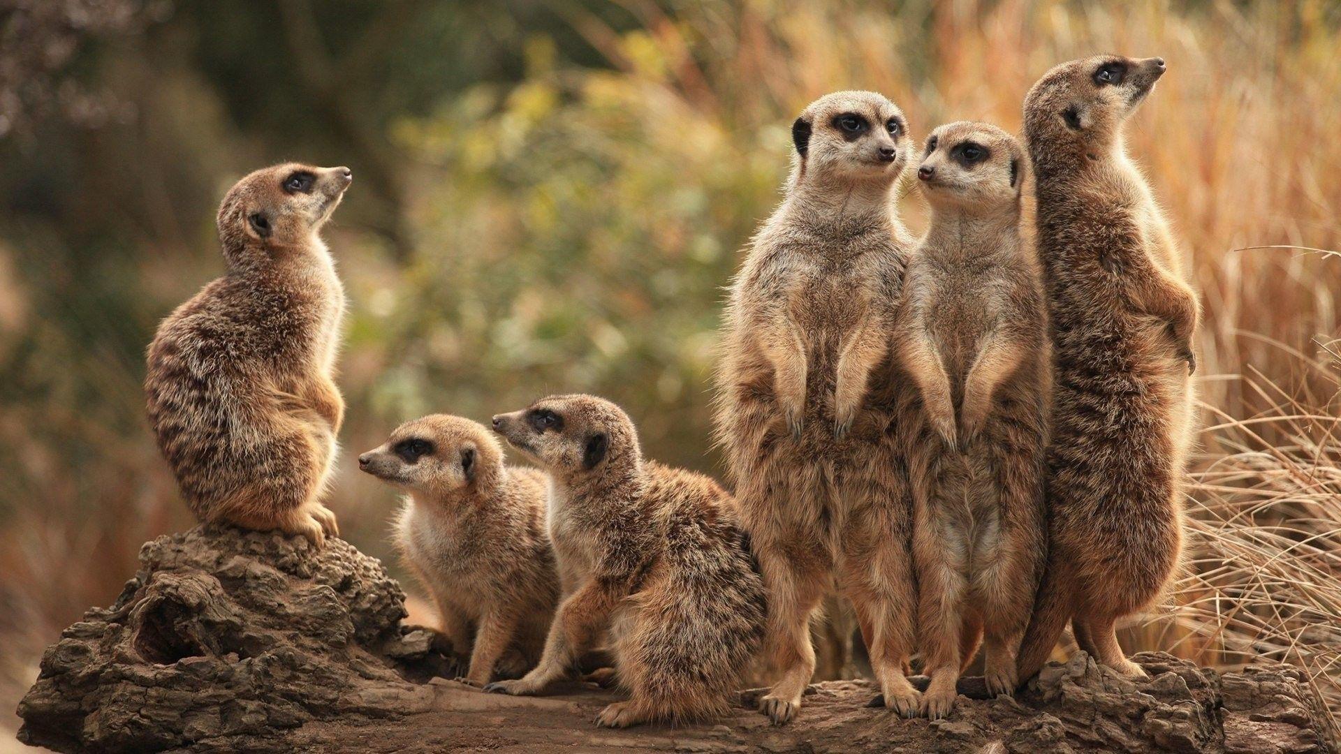 Meerkat Wallpapers Top Free Meerkat Backgrounds WallpaperAccess