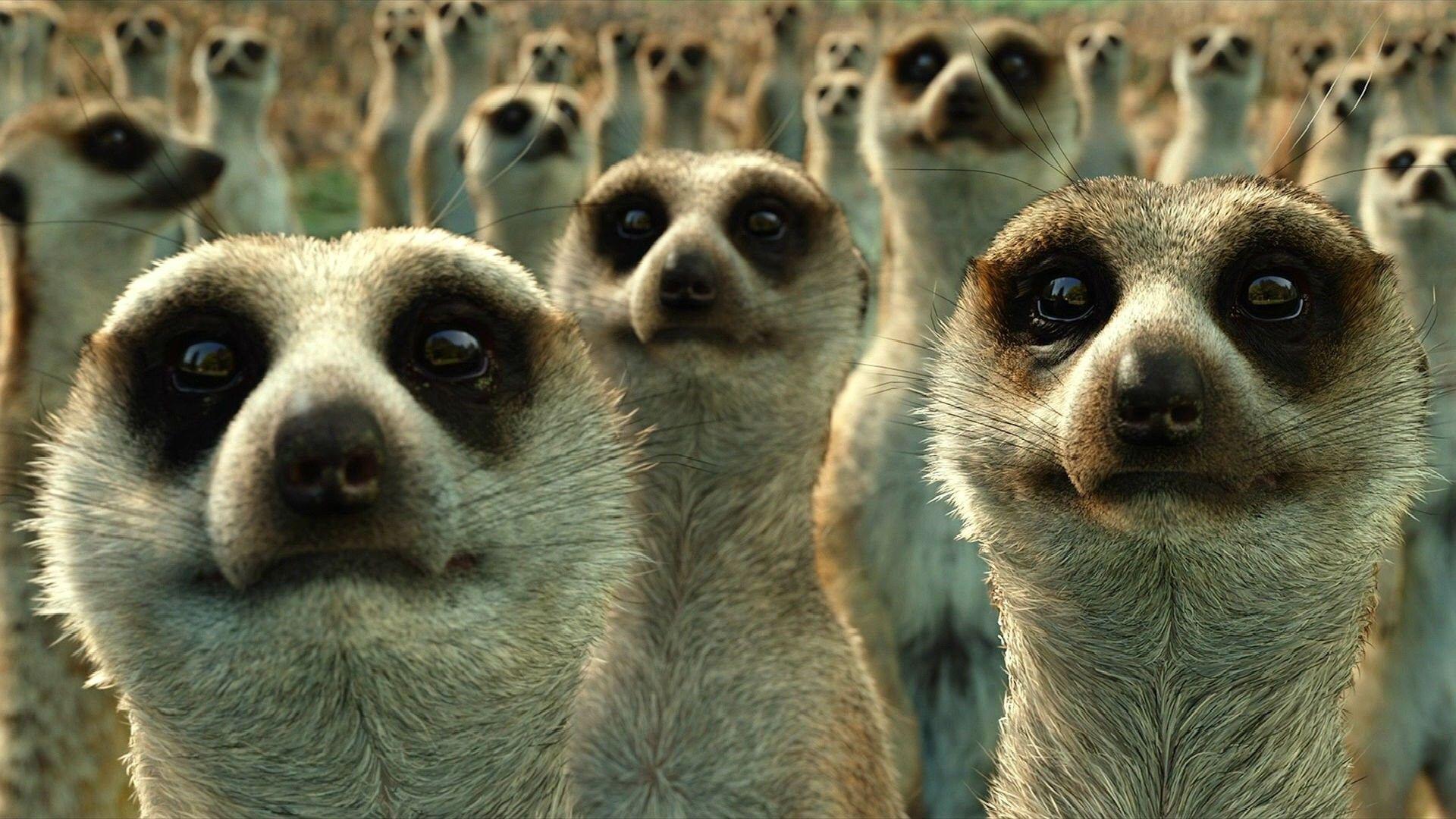 Meerkat Wallpapers Top Free Meerkat Backgrounds WallpaperAccess