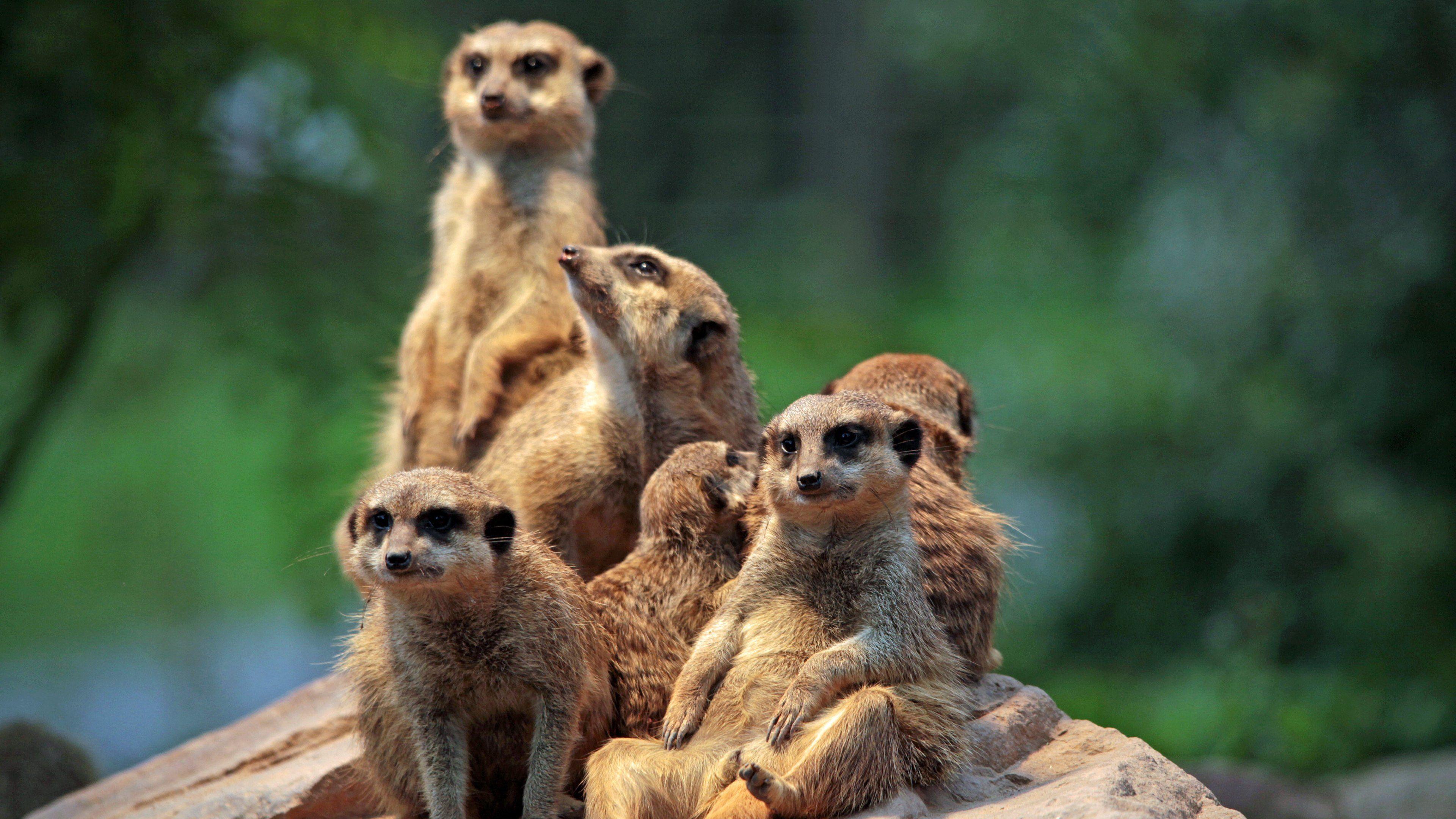 Meerkat Wallpapers Top Free Meerkat Backgrounds WallpaperAccess