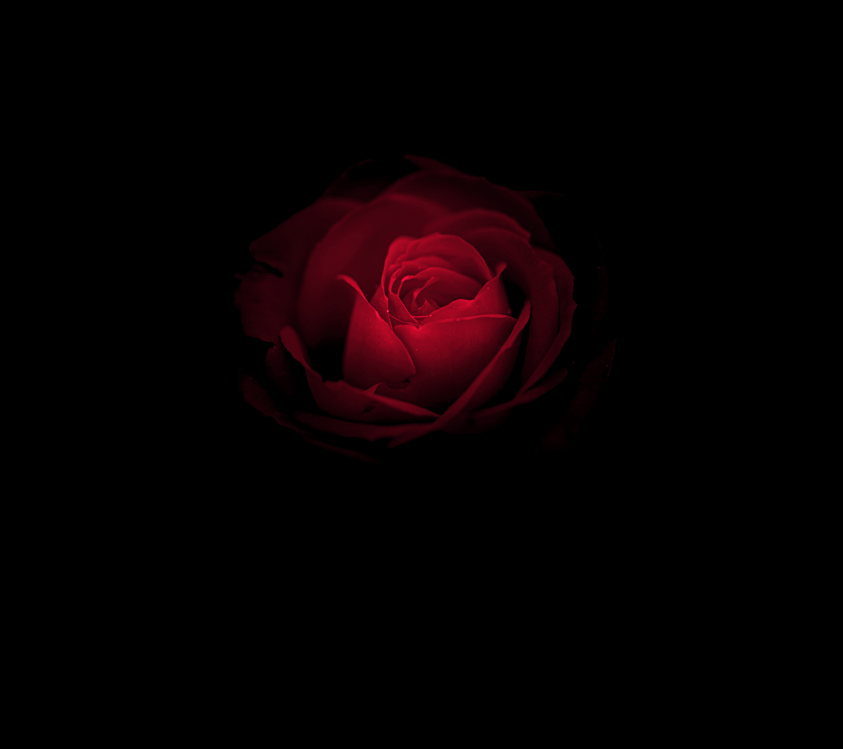 Black and Red Flower Wallpapers Top Free Black and Red Flower Backgrounds WallpaperAccess