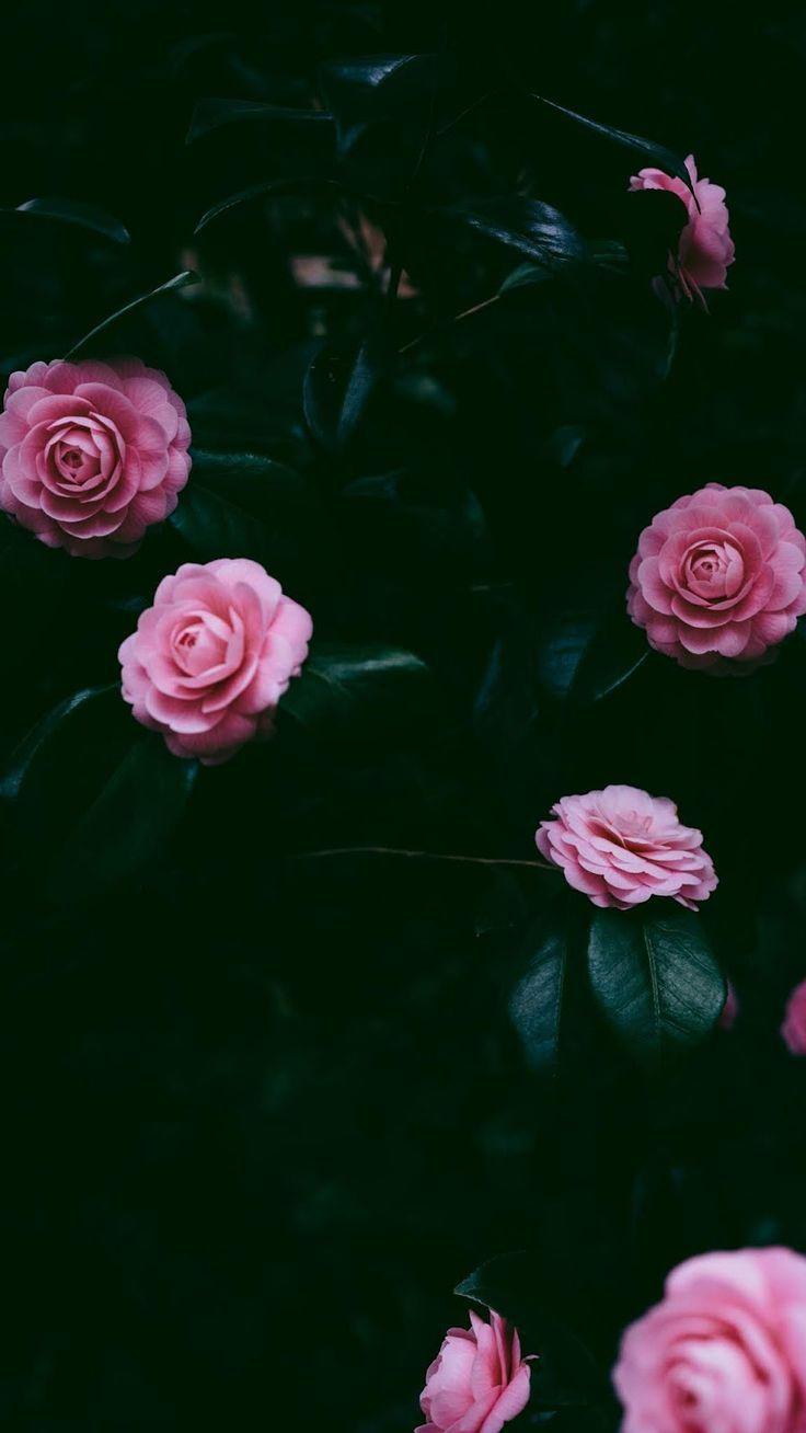 Dark Pink Aesthetic Wallpapers Top Free Dark Pink Aesthetic