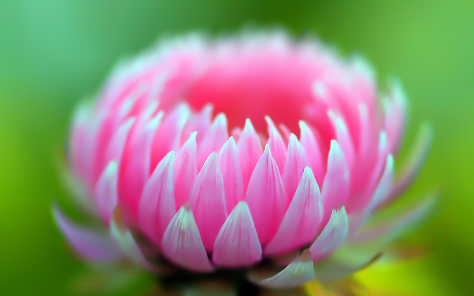 Cute 3D Flowers Wallpapers Top Free Cute 3D Flowers Backgrounds