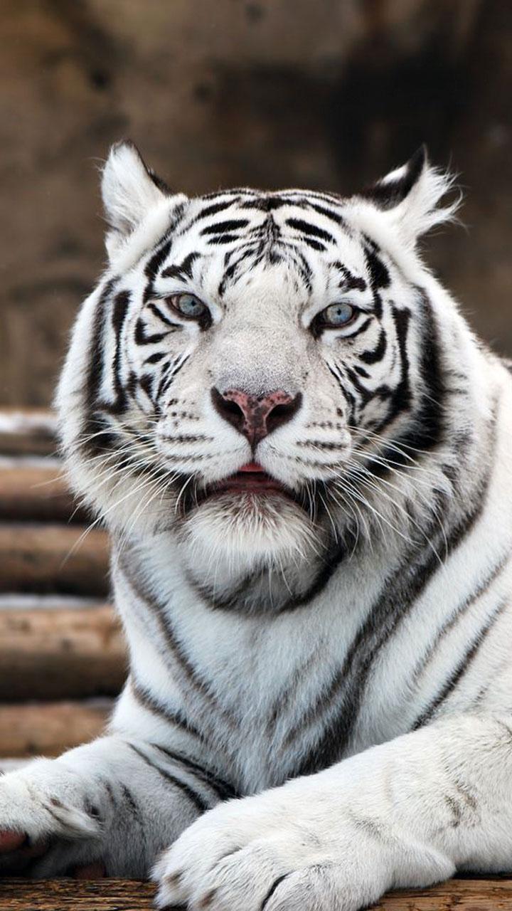 White Tiger Face Wallpapers Top Free White Tiger Face Backgrounds