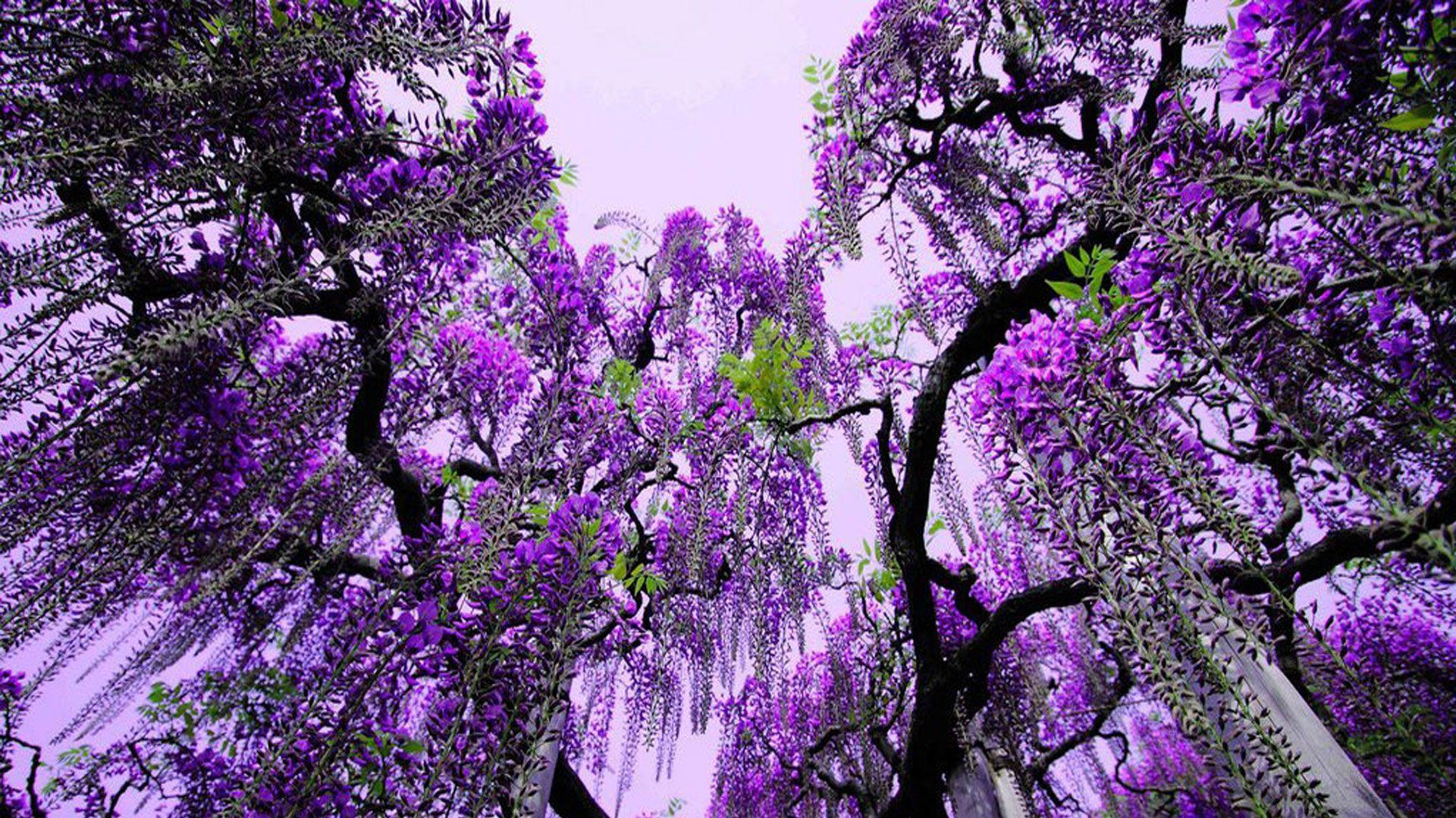 Flower Tree Wallpapers Top Free Flower Tree Backgrounds WallpaperAccess