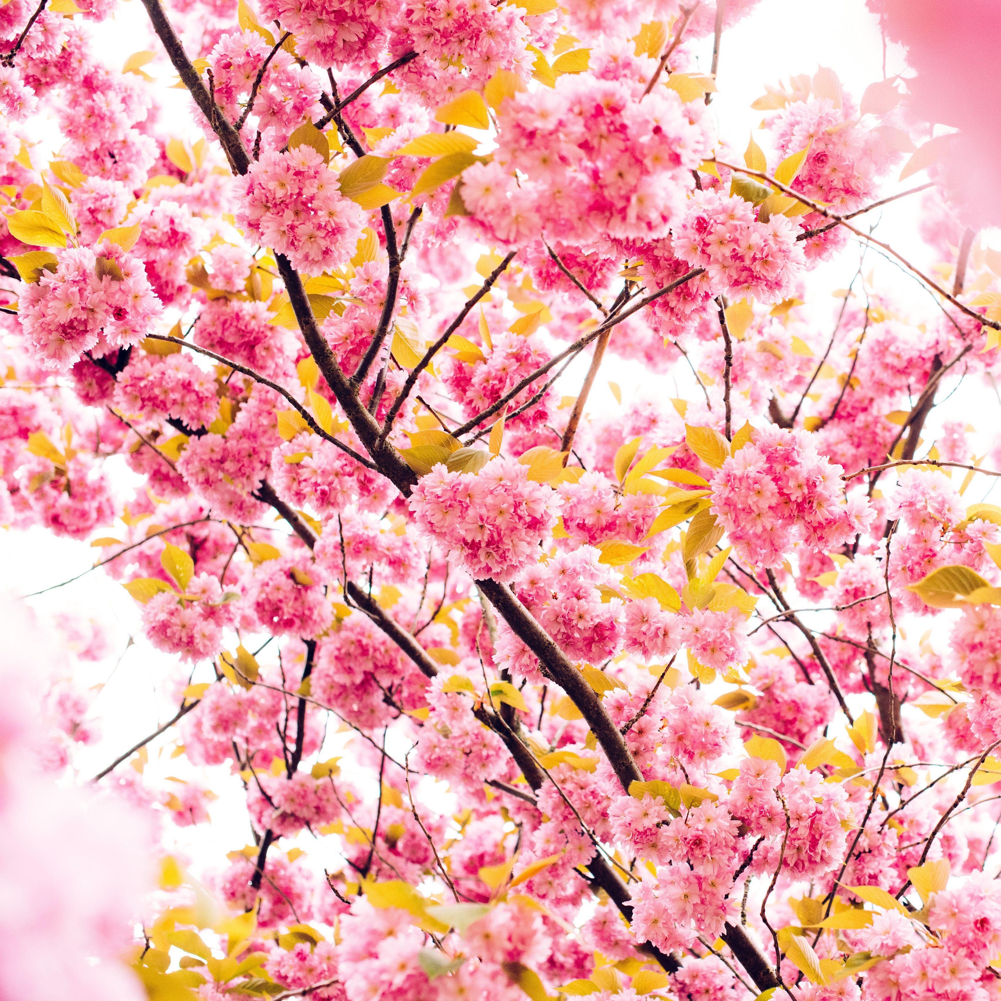 Flower Tree Wallpapers Top Free Flower Tree Backgrounds WallpaperAccess