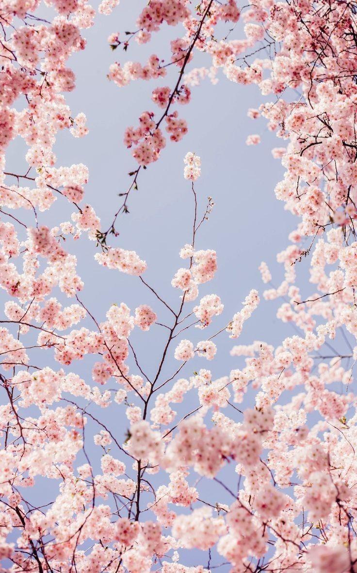 Flower Tree Wallpapers Top Free Flower Tree Backgrounds WallpaperAccess