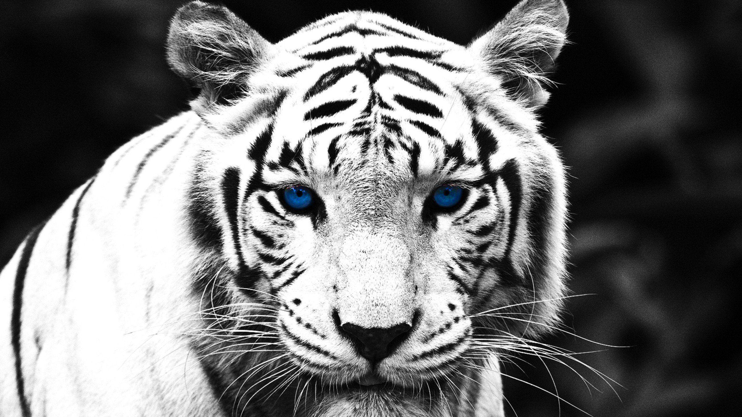 Black and White Tiger Wallpapers Top Free Black and White Tiger Backgrounds WallpaperAccess