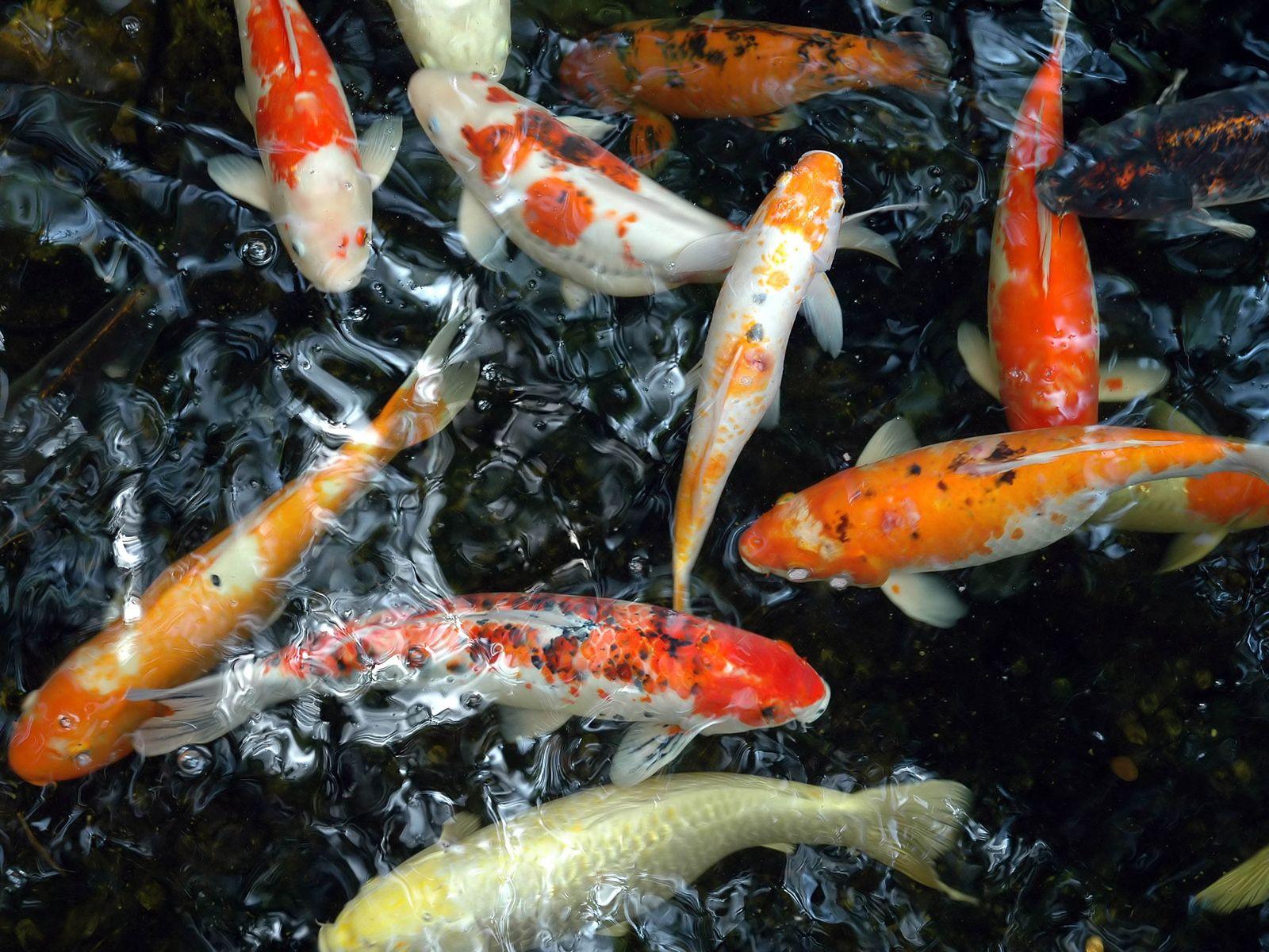 Japanese Koi Fish Pond Wallpapers Top Free Japanese Koi Fish Pond