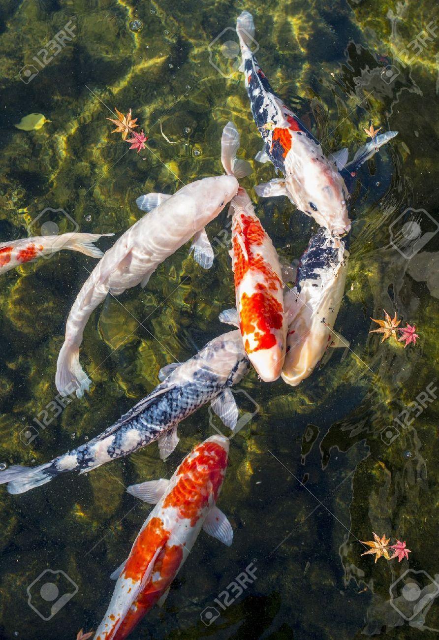 Japanese Koi Fish Pond Wallpapers Top Free Japanese Koi Fish Pond
