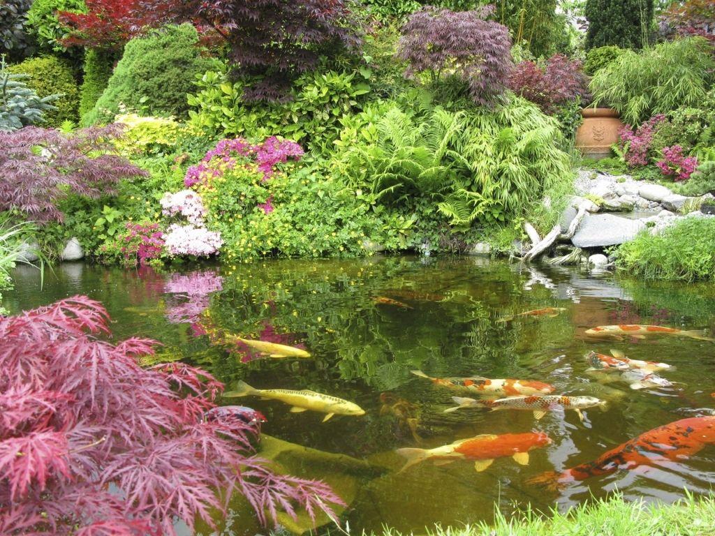 Japanese Koi Fish Pond Wallpapers Top Free Japanese Koi Fish Pond