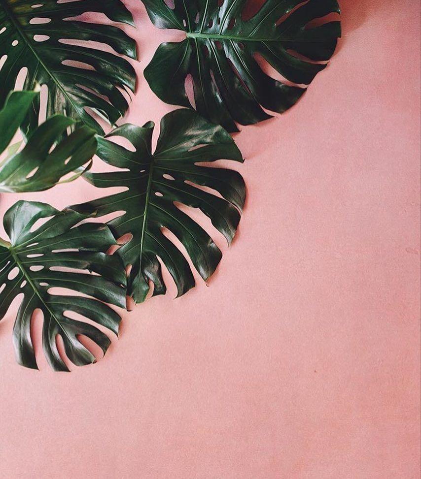 Pink Tropical Leaves Wallpapers Top Free Pink Tropical Leaves