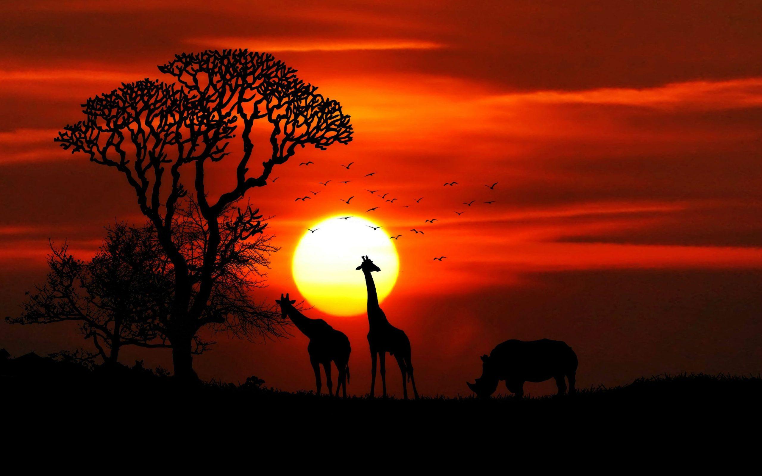 African Sunset Wallpapers Top Free African Sunset Backgrounds