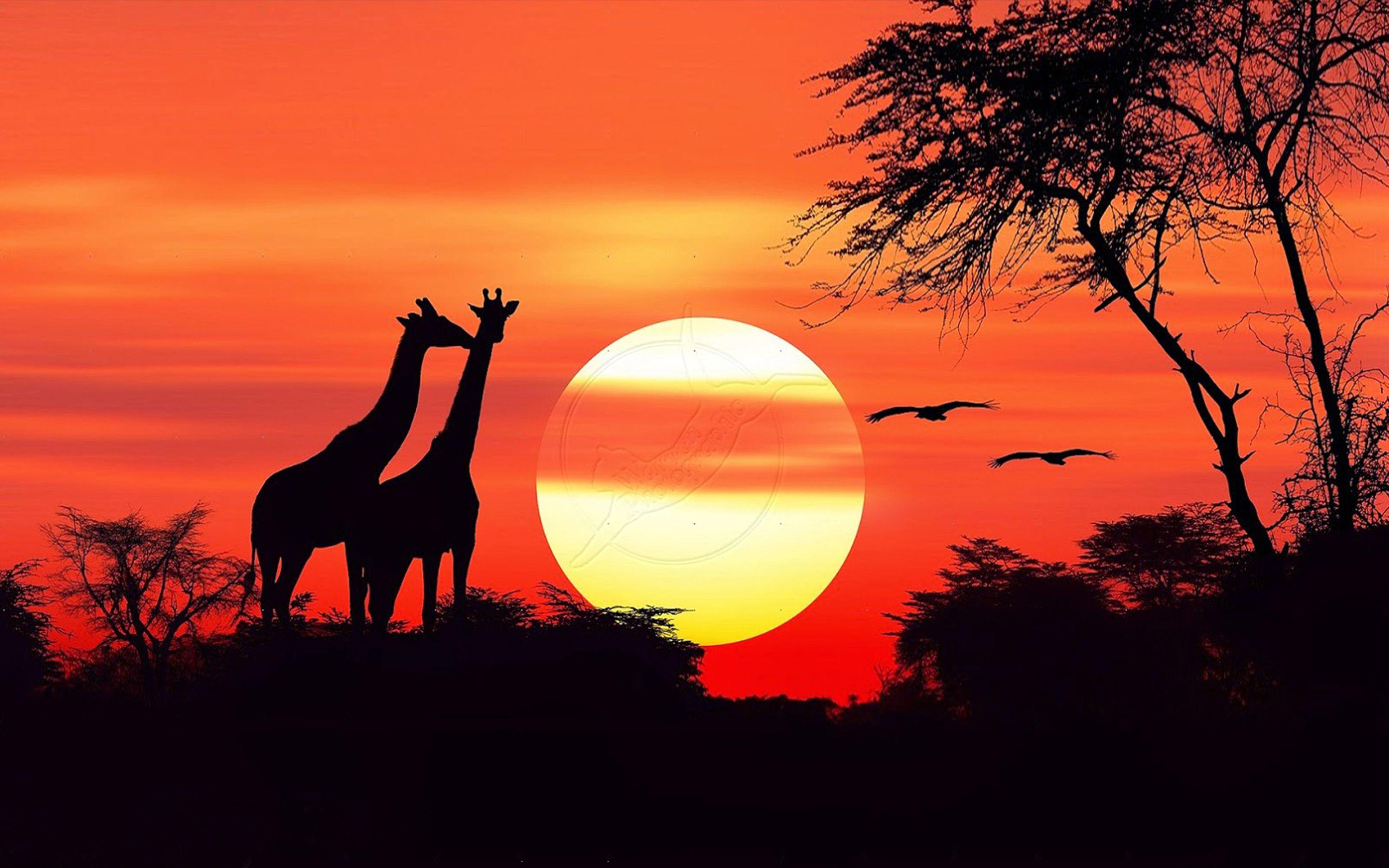 African Sunset Wallpapers Top Free African Sunset Backgrounds