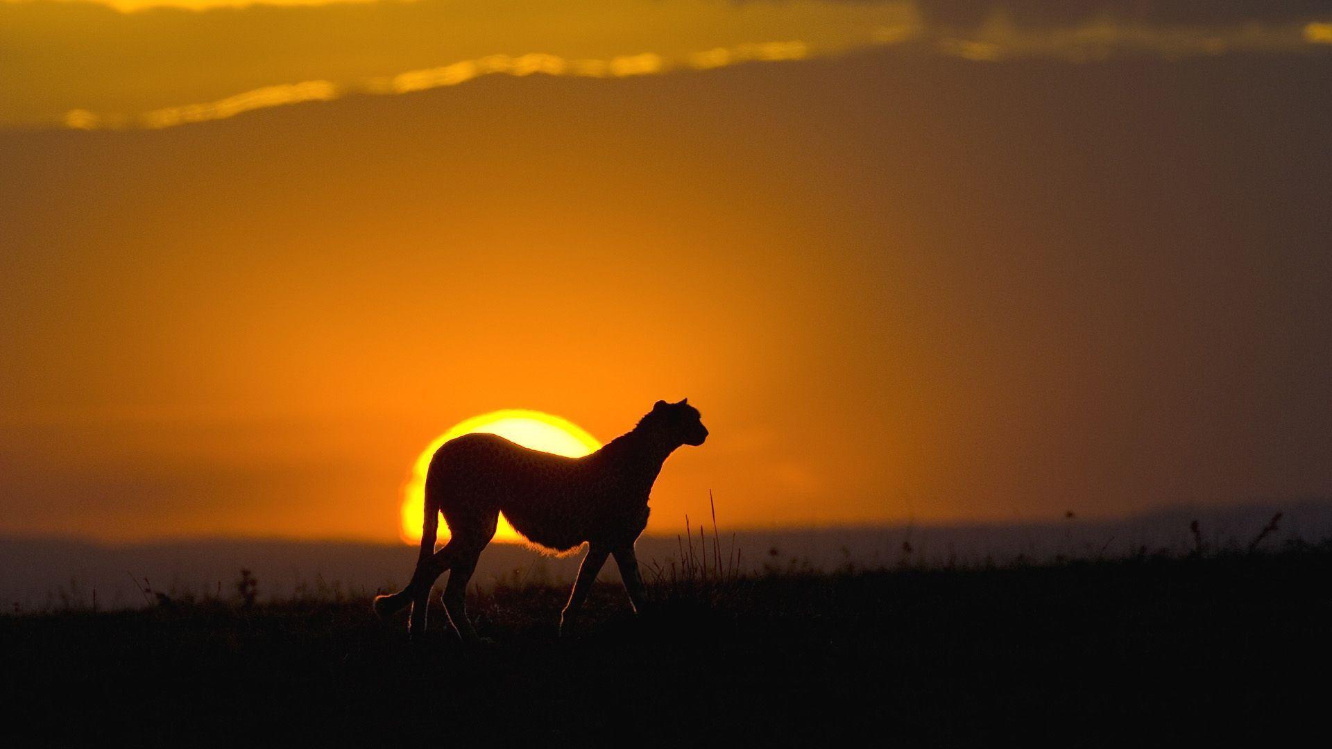 African Sunset Wallpapers Top Free African Sunset Backgrounds