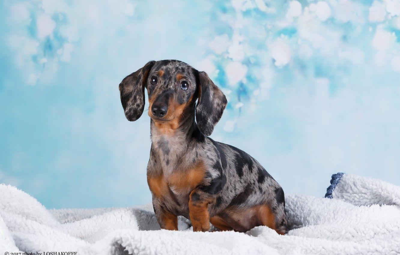 Wiener Dog Wallpapers Top Free Wiener Dog Backgrounds WallpaperAccess