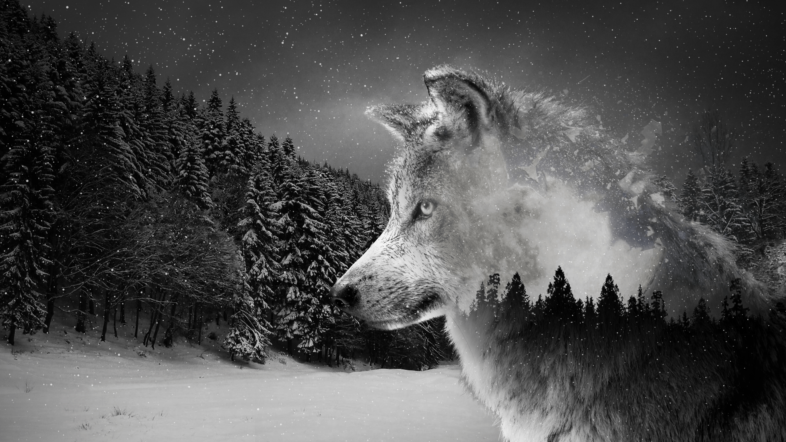 8K Ultra HD Wolf Wallpapers Top Free 8K Ultra HD Wolf Backgrounds