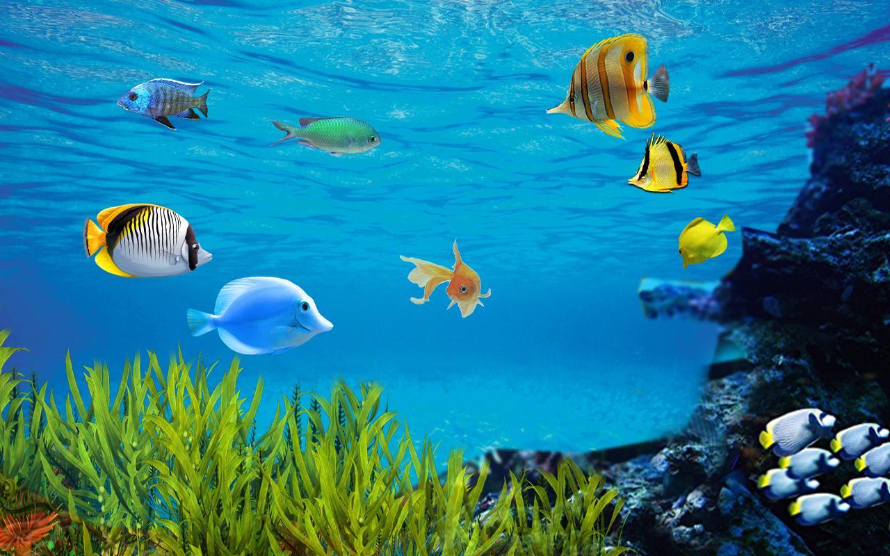Live Aquarium Wallpapers Top Free Live Aquarium Backgrounds