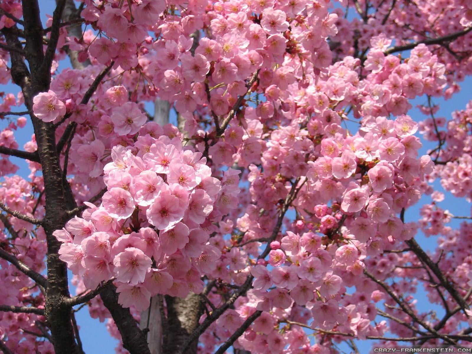 Japan Flowers Wallpapers Top Free Japan Flowers Backgrounds WallpaperAccess