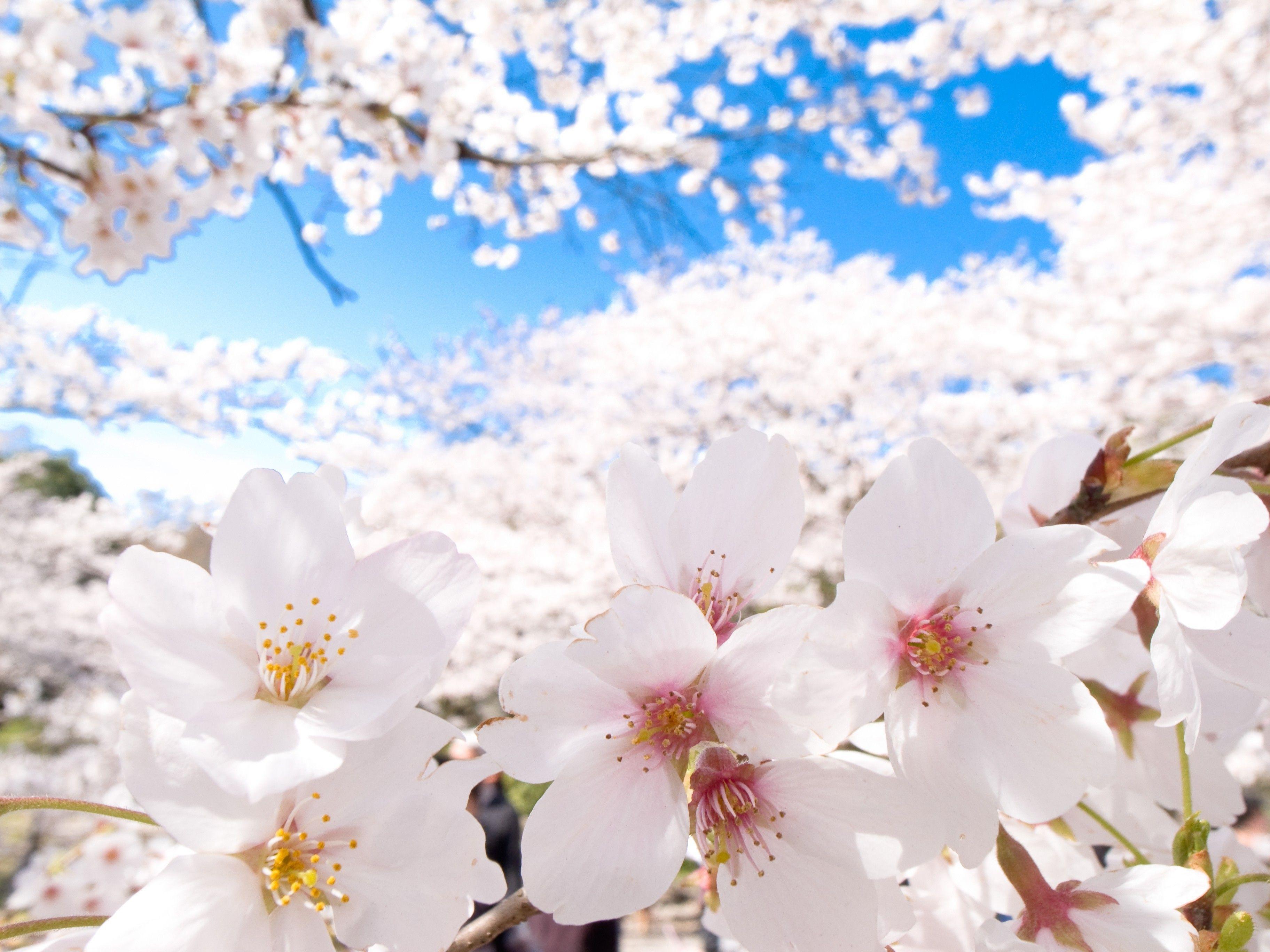 Japan Flowers Wallpapers Top Free Japan Flowers Backgrounds