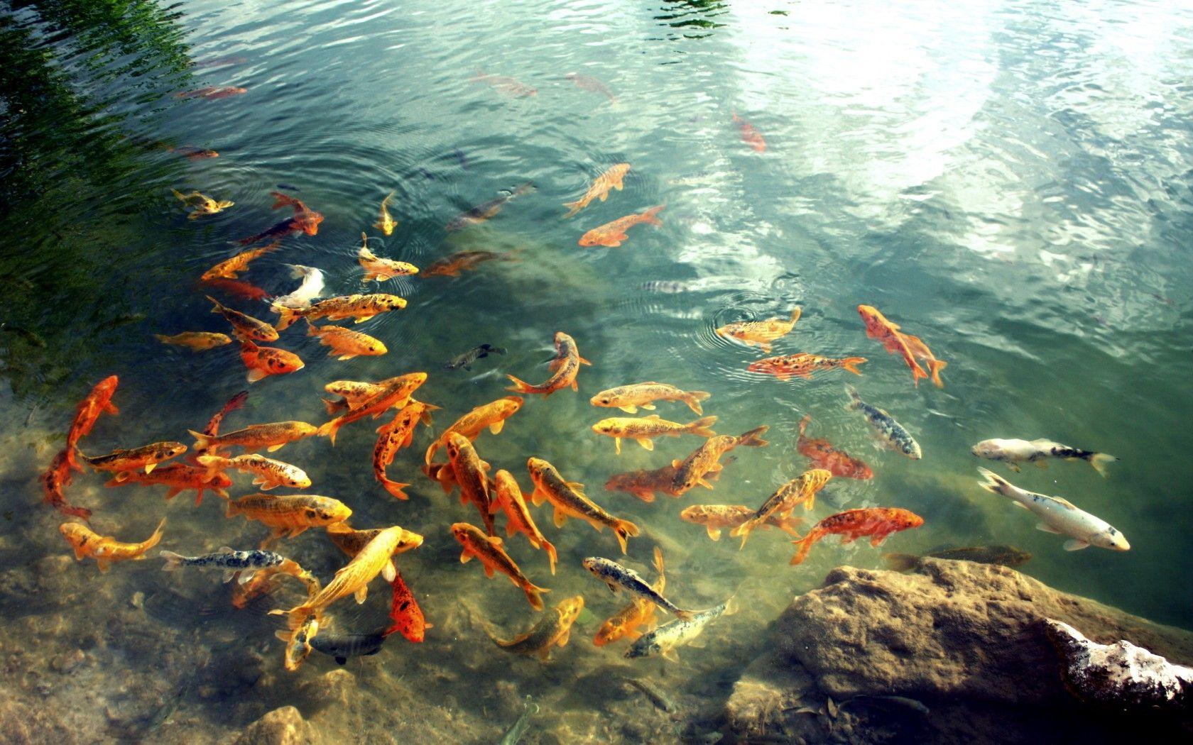 Animated Koi Fish Wallpapers Top Free Animated Koi Fish Backgrounds