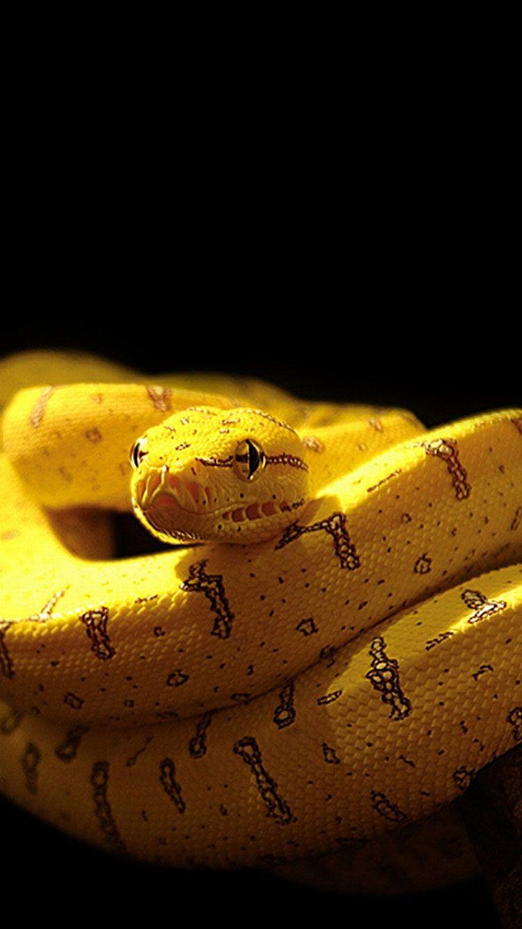 Snake iPhone Wallpapers Top Free Snake iPhone Backgrounds