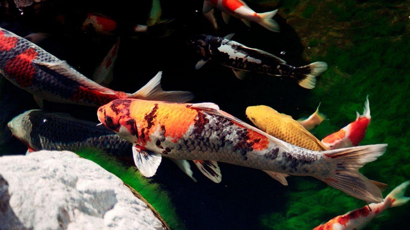 Animated Koi Fish Wallpapers Top Free Animated Koi Fish Backgrounds