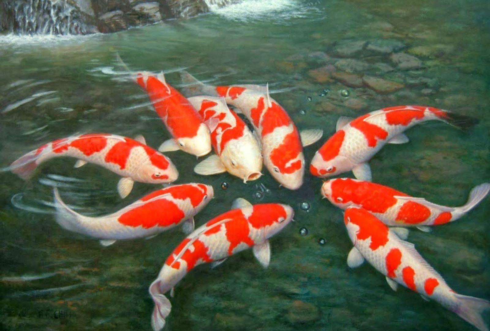 Animated Koi Fish Wallpapers Top Free Animated Koi Fish Backgrounds