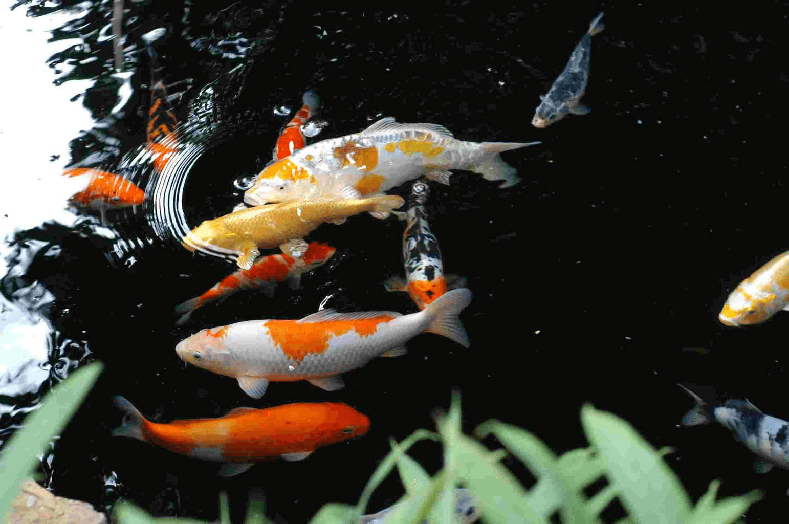 Animated Koi Fish Wallpapers Top Free Animated Koi Fish Backgrounds
