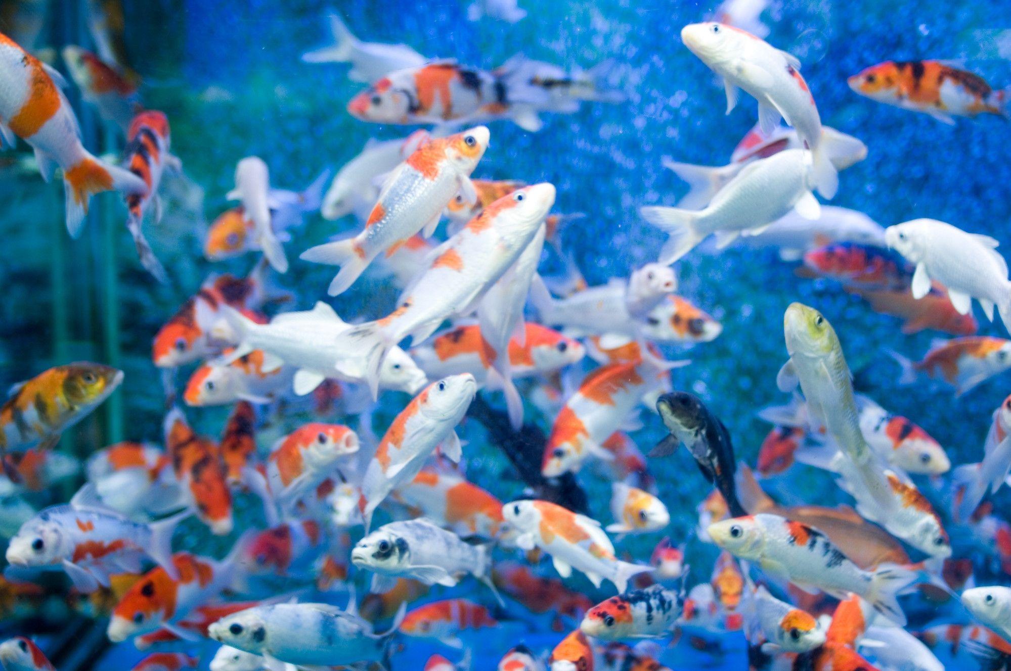 Animated Koi Fish Wallpapers Top Free Animated Koi Fish Backgrounds