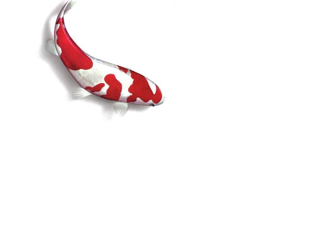 Animated Koi Fish Wallpapers Top Free Animated Koi Fish Backgrounds