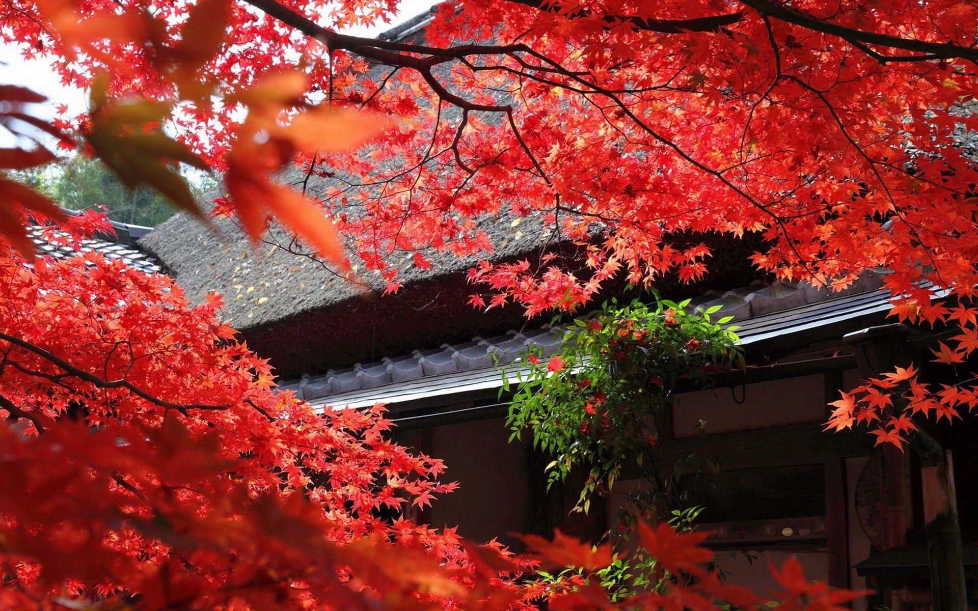 Japan Tree Wallpapers Top Free Japan Tree Backgrounds WallpaperAccess