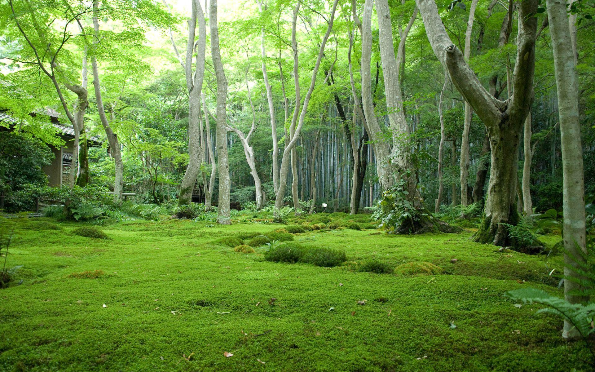 Japanese Forest Wallpapers Top Free Japanese Forest Backgrounds