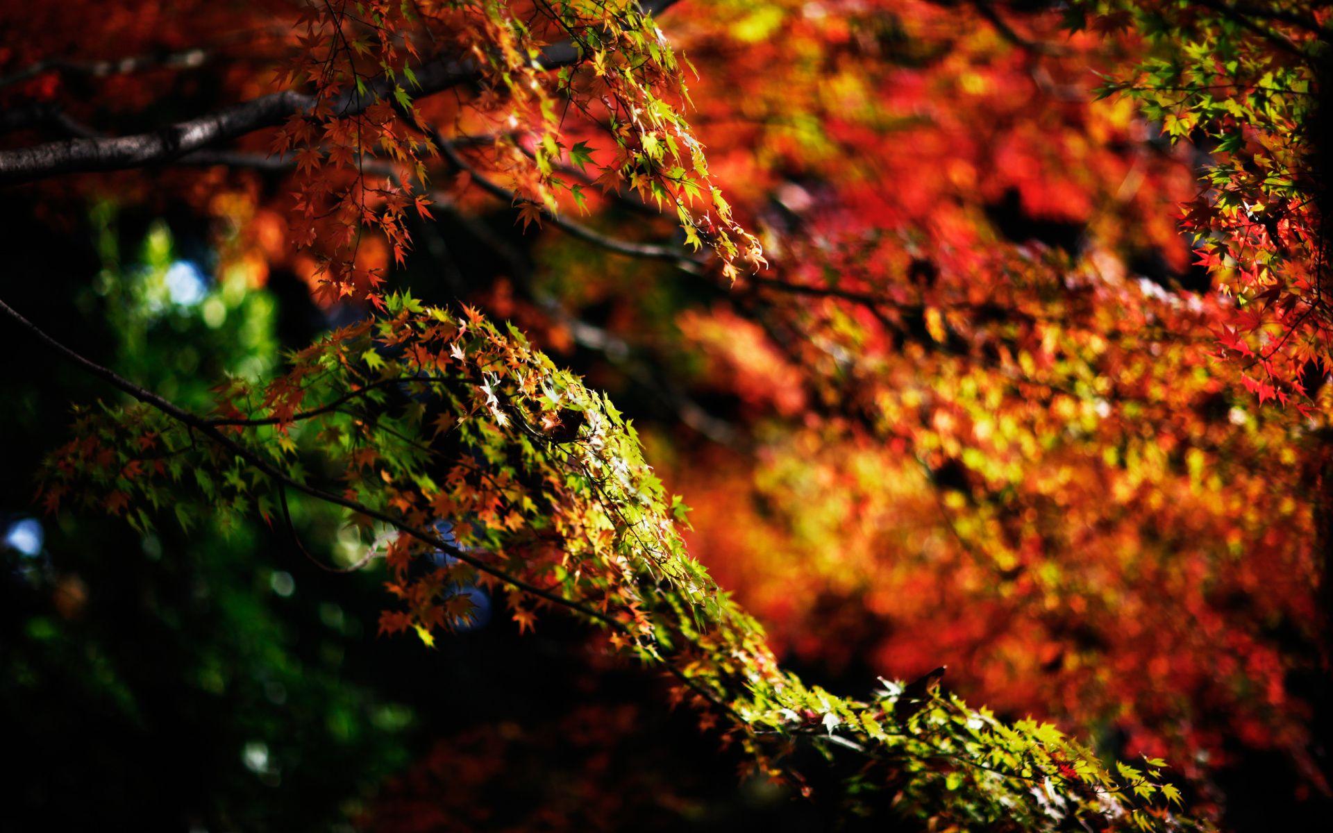 Japan Tree Wallpapers Top Free Japan Tree Backgrounds WallpaperAccess