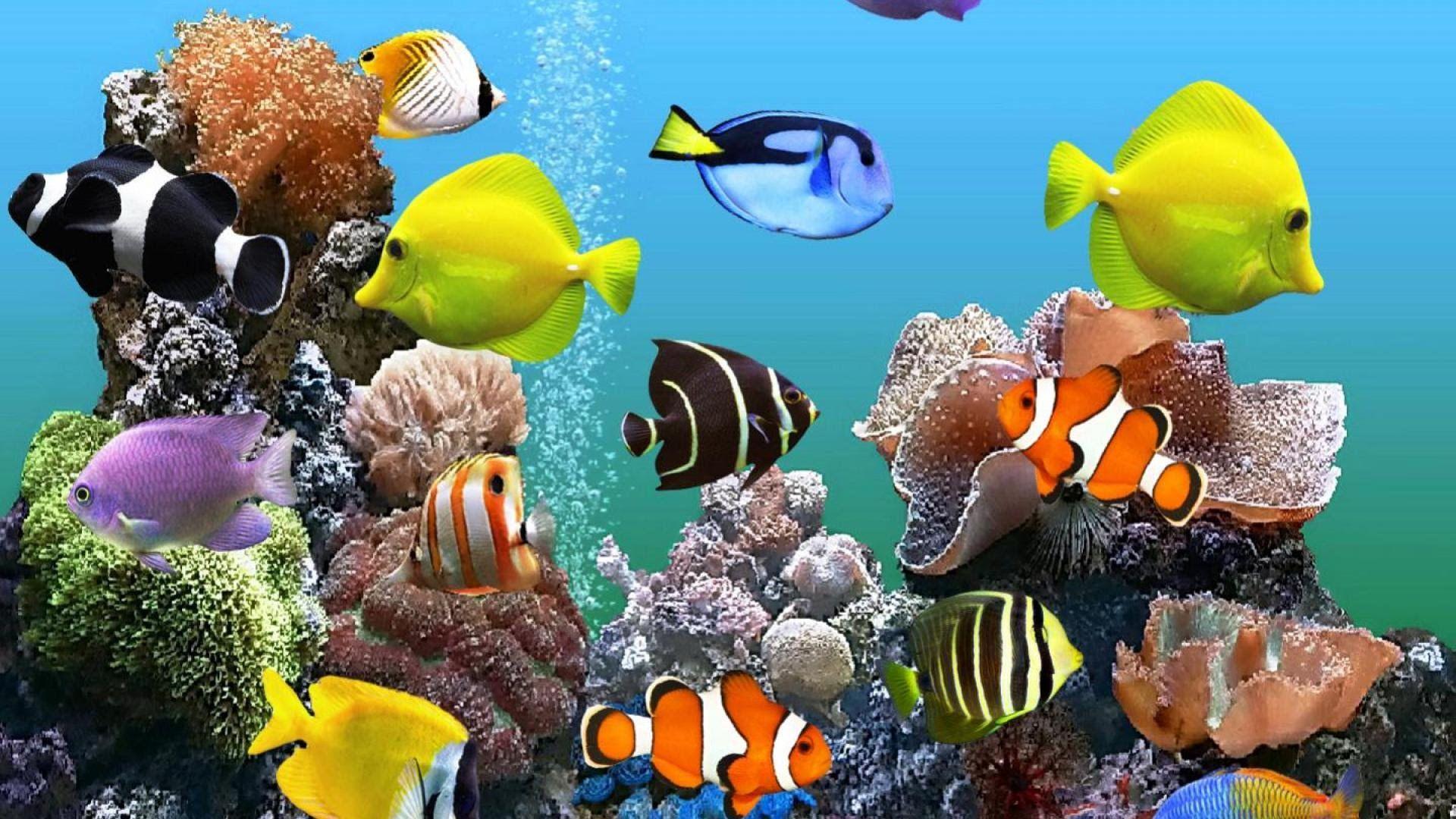 Live Aquarium Wallpapers Top Free Live Aquarium Backgrounds