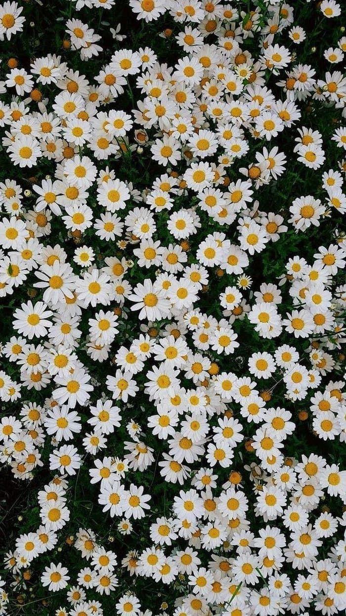 Daisy Phone Wallpapers Top Free Daisy Phone Backgrounds WallpaperAccess